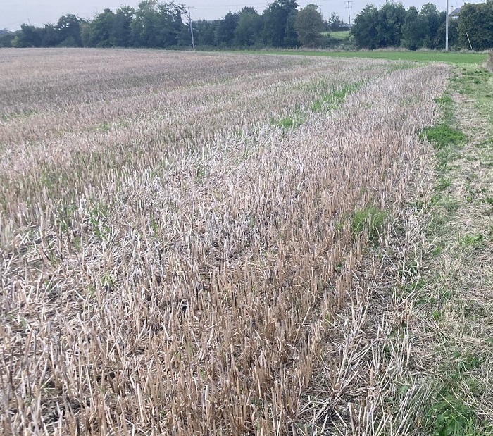 untouched area in stubble field