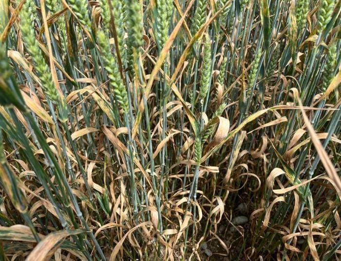 untreated wheat plots show the pressure crop are under from septoria