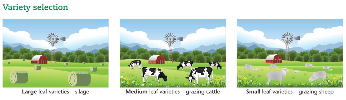 Large leaf varieties – silage Medium leaf varieties – grazing cattle Small leaf varieties – grazing sheep