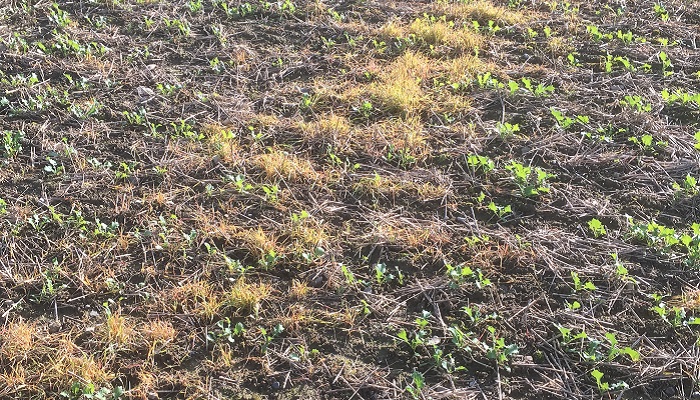 volunteer cereals in oilseed rape crop post graminicide application