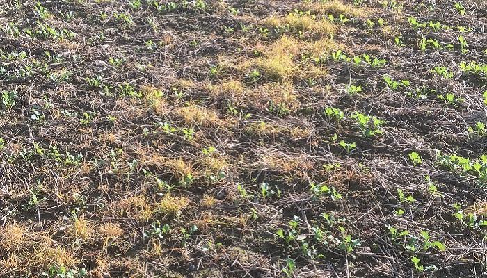 Oilseed Rape Updates and Machinery Costs