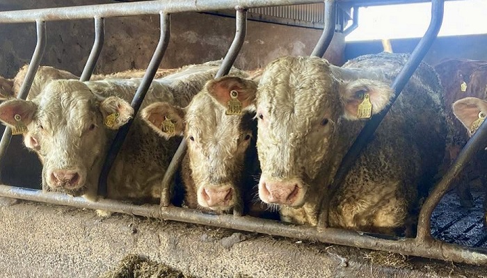 Calving preparations and performance at Ballyhaise