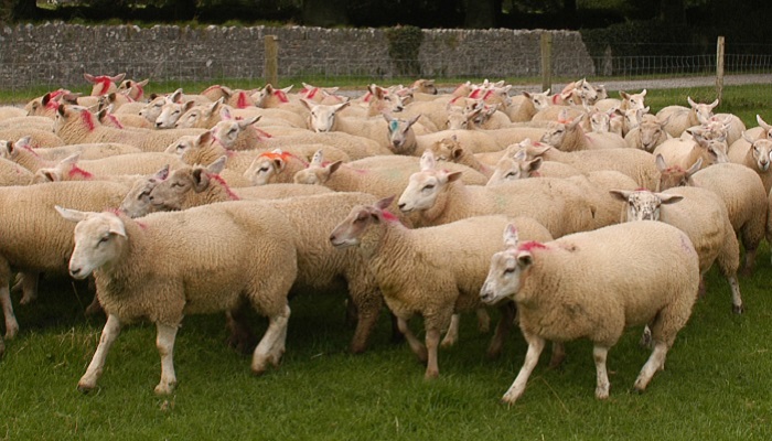 Using genetics to reduce methane emissions from the Irish sheep sector 