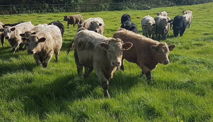 October grazing – a guide from the Future Beef team