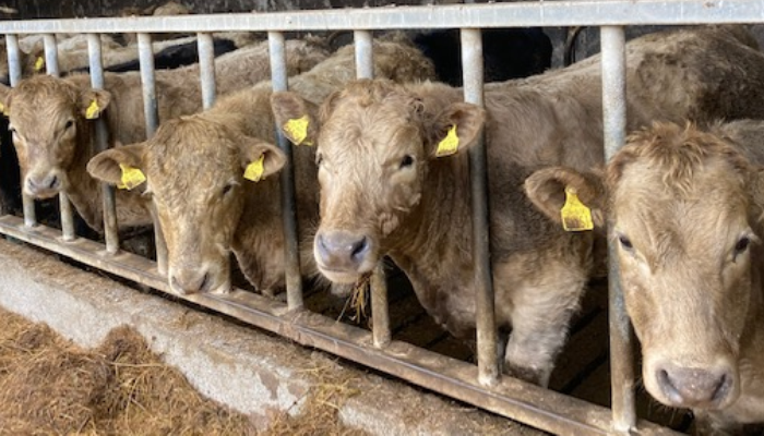 Weanling performance: Silage quality is everything