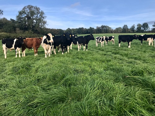 Holstein Friesian steer yearlings on autumn grass