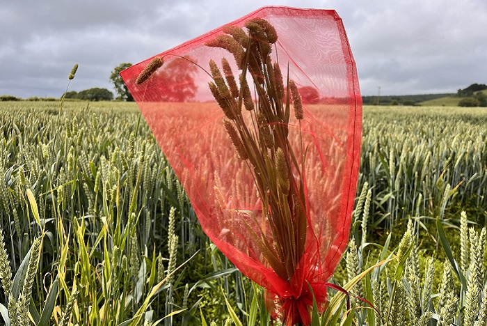 Get weed seed samples tested for resistance now