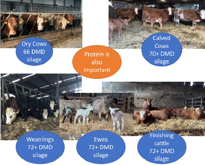 Infographic showing the silage qualities required for finishing, store and suckler cows