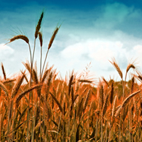 wheat_field