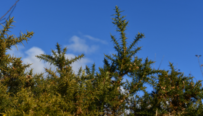 whins plant