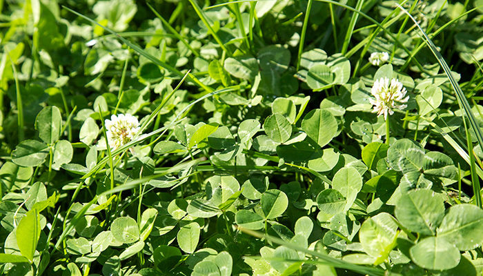 The effect of sward type & nitrogen fertiliser application rate on milk & herbage production 