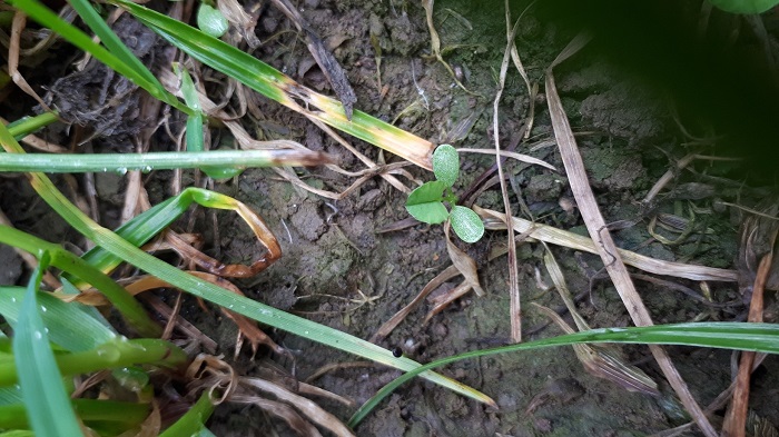 white clover establishing post over sowing
