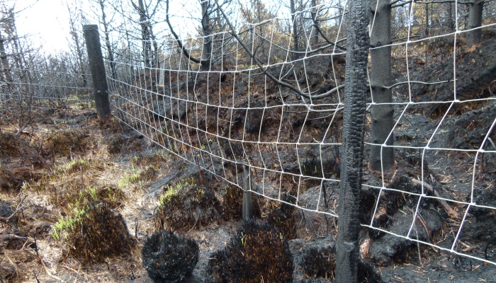 Forest fires – we can all help