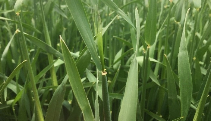 Timing critical with final fungicide applications