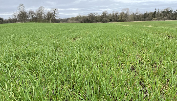 Controlling disease in winter barley