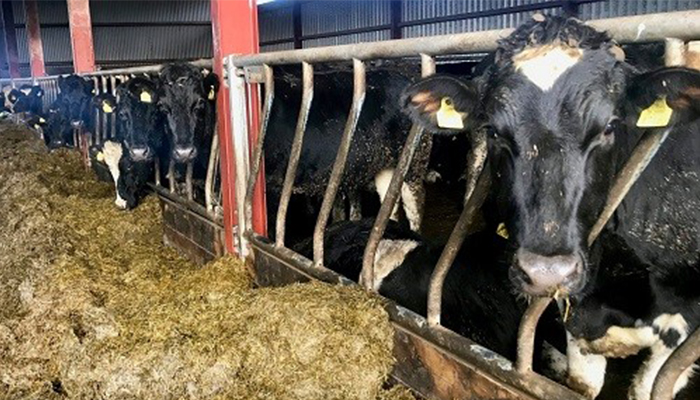 Getting ready for housing on DairyBeef 500 farms