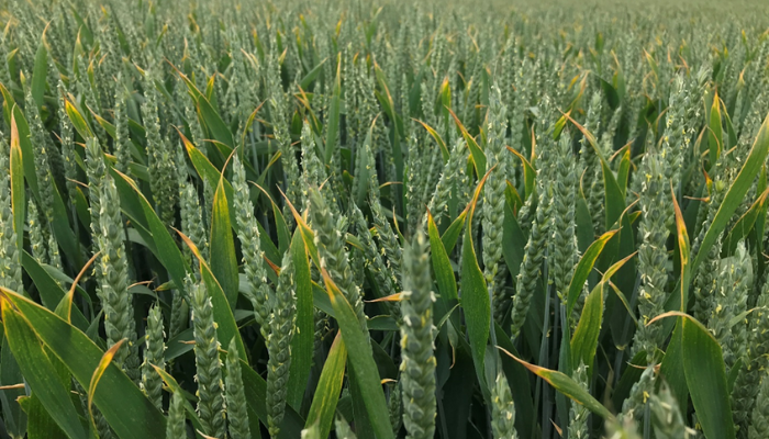 Key actions for tillage growers this week