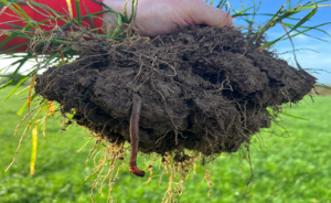 investigating soil health, worm in soil