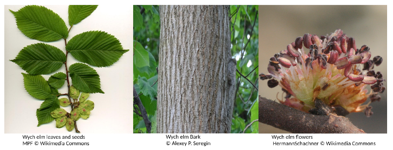 wych elm leaves seeds bark and flowers