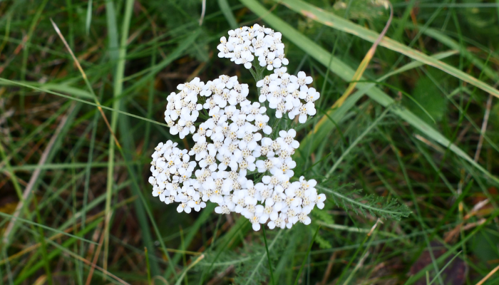 yarrow plant