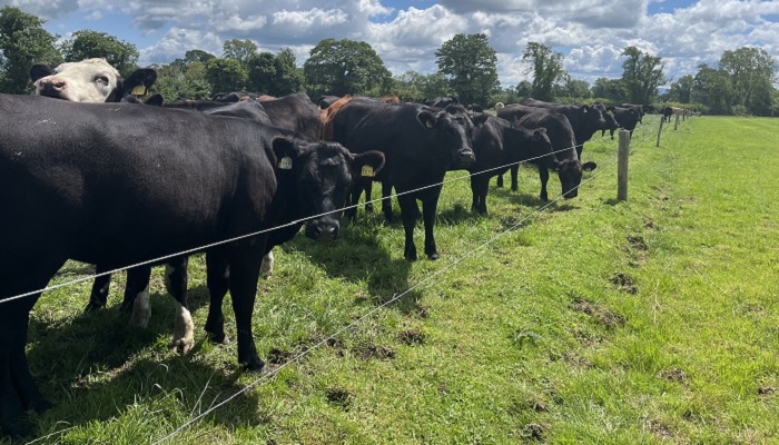 First open day at Tipperary Dairy Calf to Beef Demonstration Farm