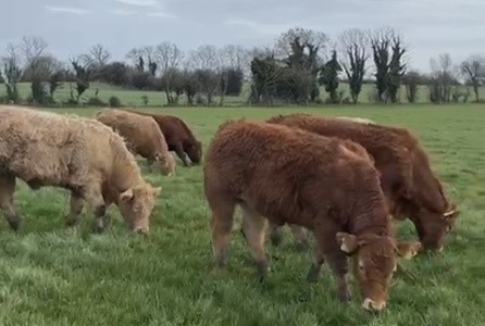 yearling heifers at grass on Michael McGuigans farm in Co. Meath