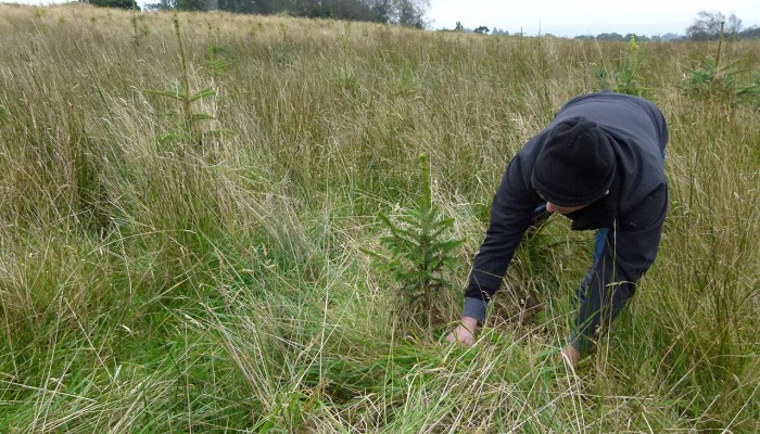 Young farm forests – time for a winter check-up