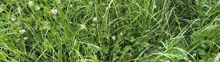 A 2050kg DM/ha grass cover