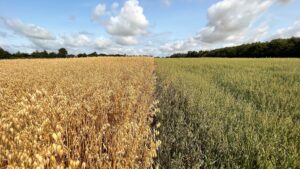 An oat trial field at Teagasc, Oak Park, Co. Carlow