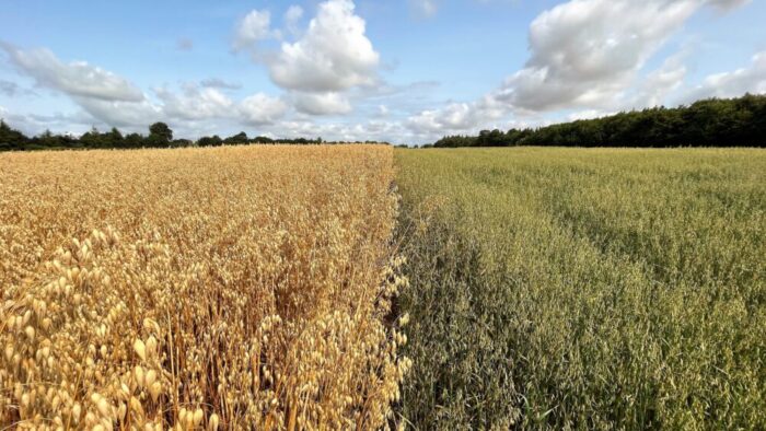 Teagasc research reveals nutritional potential of Irish-grown oats
