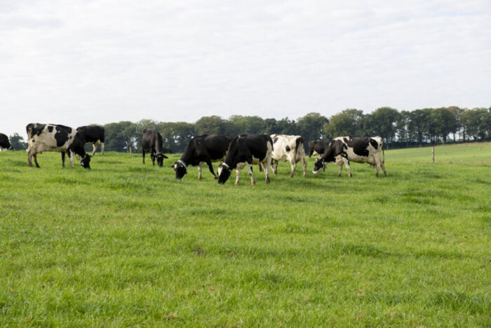 Dairy finances: 2025 and outlook for 2026