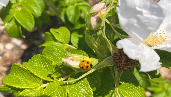  7-Spot Ladybird (Coccinella septempunctata) on Dog Rose (Rosa canina) Kildalton College, Horticulture Unit (Source: Brian Clancy, Kildalton College, July 2025)