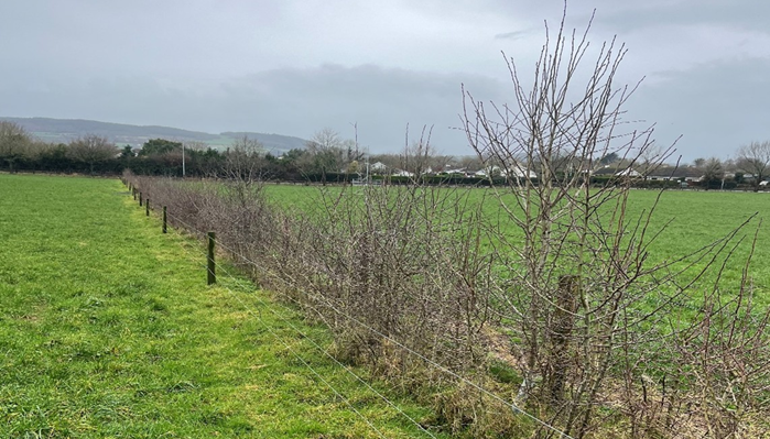 Cover image for Native hedgerows – lifelines for nature at Kildalton College article