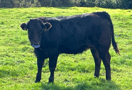 A spring 2025 born Limousin heifer on Eamon McCarthys farm in a grass paddock and fitted with a weaning paddle