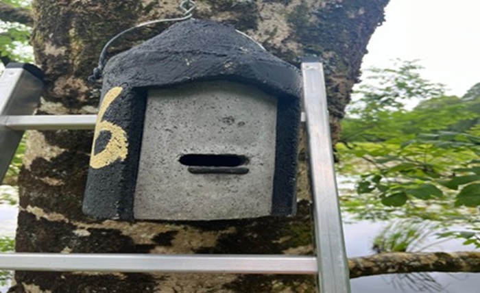 Bats at Kildalton – nature on the farm and in the classroom