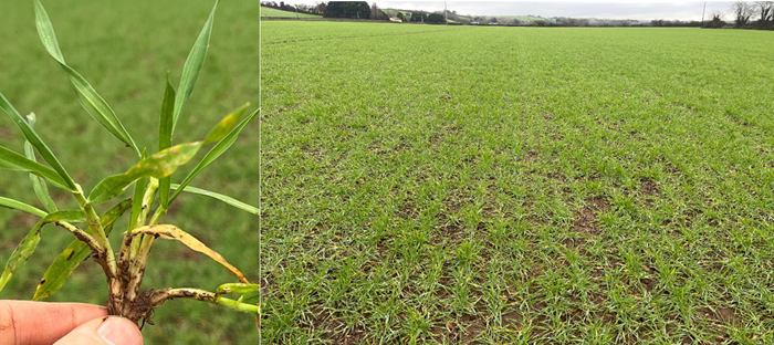 Two images: One the left is a single barley plant, on the right is a field of barley