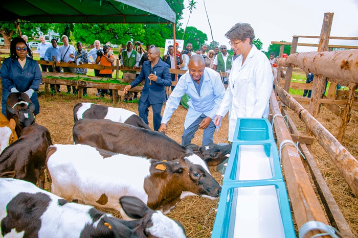 Cover image for Teagasc supported dairy project helps Tanzanian farmers boost milk production article