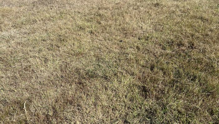 Farmers invited to series of fodder clinics