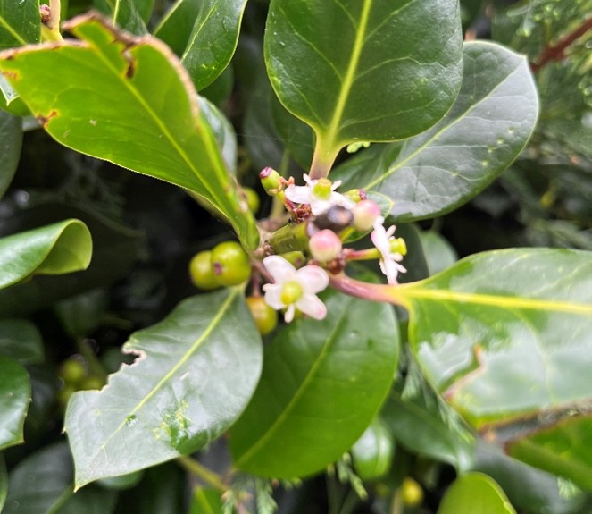 Female flower with green central raised pistil (orb)