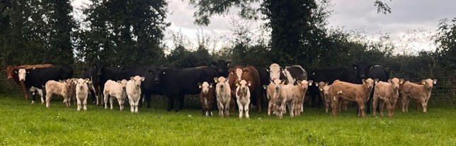 A group of August born calves on J Madigan's farm