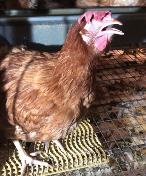 A hen panting to lose heat