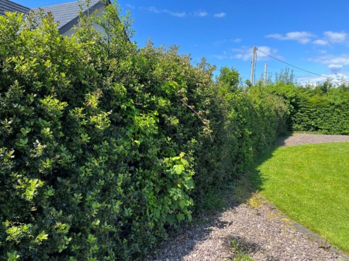 A Holly hedge growing in Tom Houlihans garden
