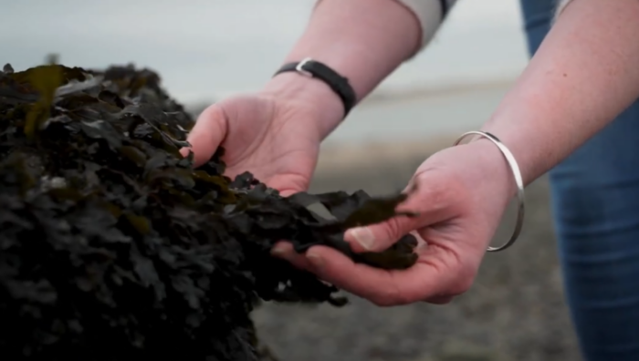 Cover image for Conference to showcase breakthrough research on Algae-based health ingredients article