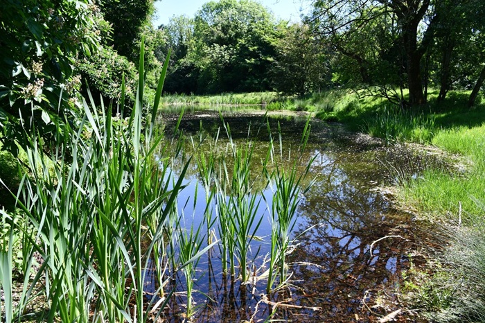 Ponds in the spotlight: Understanding their role for pollinators