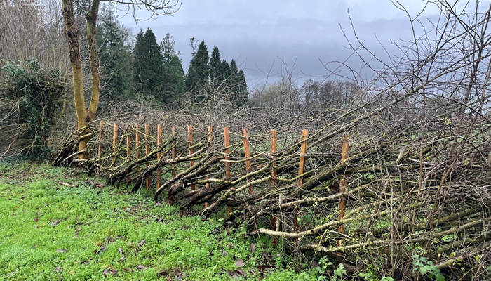 A recently layed hedge at Kildalton College