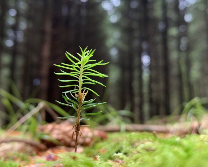 Continuous cover forestry management – an alternative approach