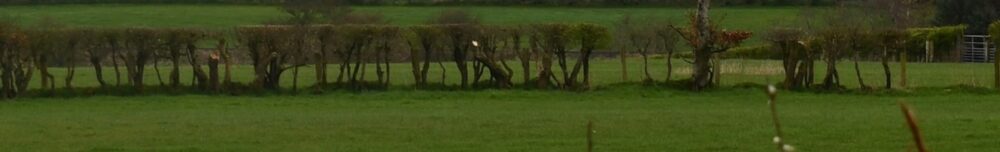 An example of a stumpy 'upside-down toilet brush' hedge