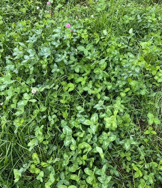 A typical reseed in Madigan’s, containing 2kg of red clover and 2kg of white clover