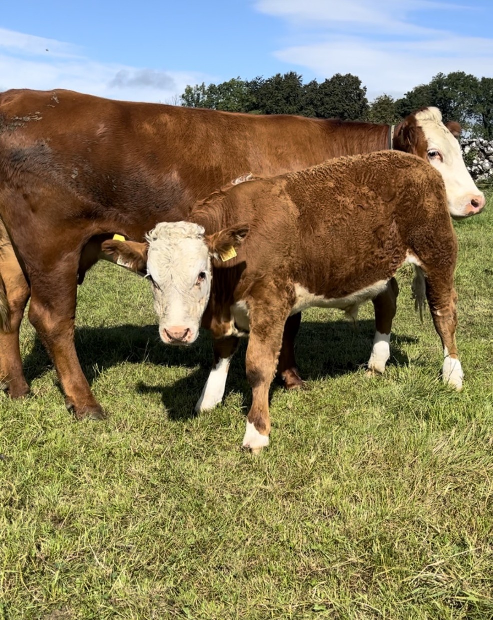 Simmental X calf with its cow