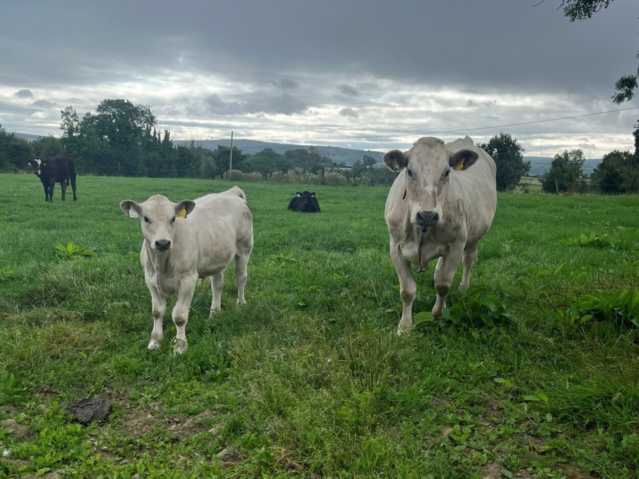 Cull cow and calf